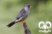 گونه شاهین آمور Amur Falcon